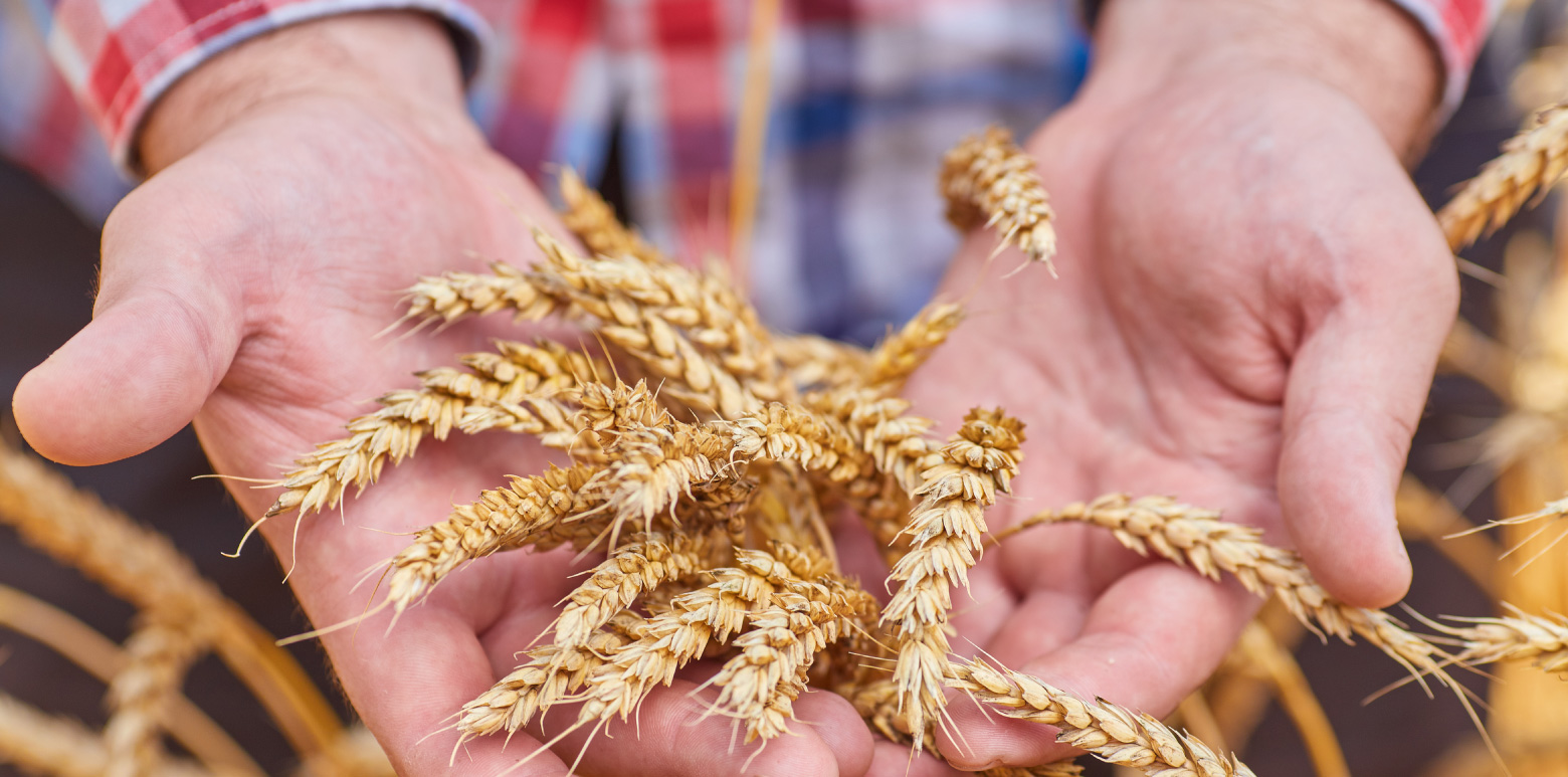 Wheat harvest period